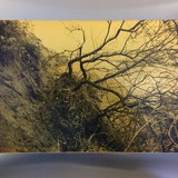 3._Falling_Tree_by_Paul_Newport._Silkscreen_Print_AP_on_Aluminium._Price_NFS._.jpg